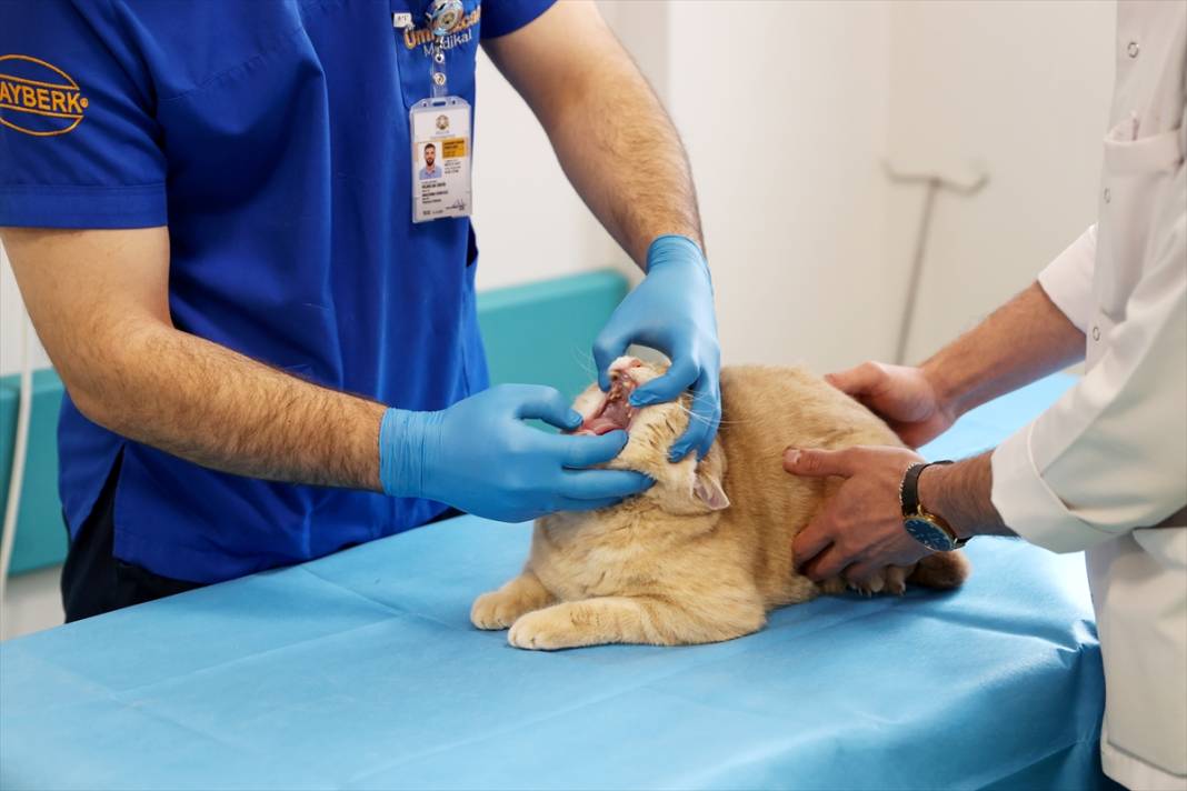 Konya'da balkondan düşen kediye insan tedavisi uygulandı 4